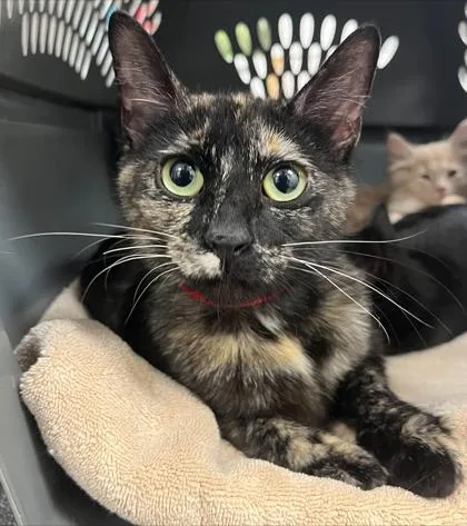 An adult medium-sized female Domestic Short Hair cat named Princess Carolyn for adoption in Westland, MI