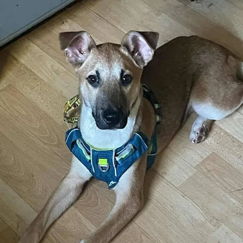 Gunner