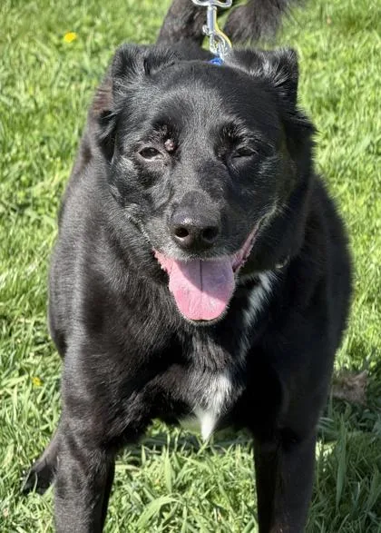 A senior medium-sized male Labrador Retriever dog named Bogey for adoption in Malvern, PA