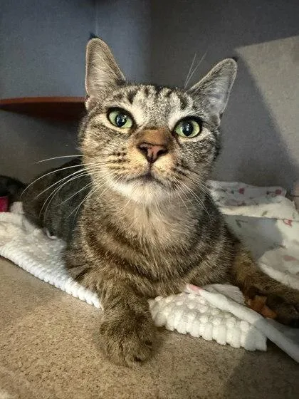 An adult medium-sized female Domestic Short Hair cat named Sumi for adoption in Washington, DC