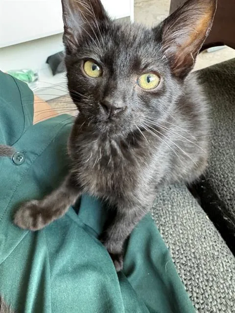 A baby medium-sized male Domestic Short Hair cat named Jetpack for adoption in Kent, WA