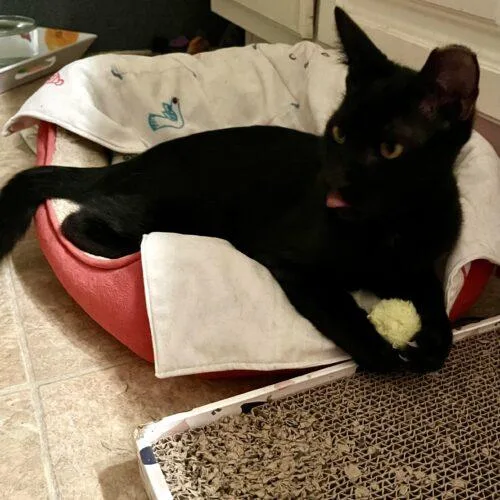 A baby small-sized male Black Domestic Short Hair cat named Ropurrt Smith for adoption in Tampa, FL
