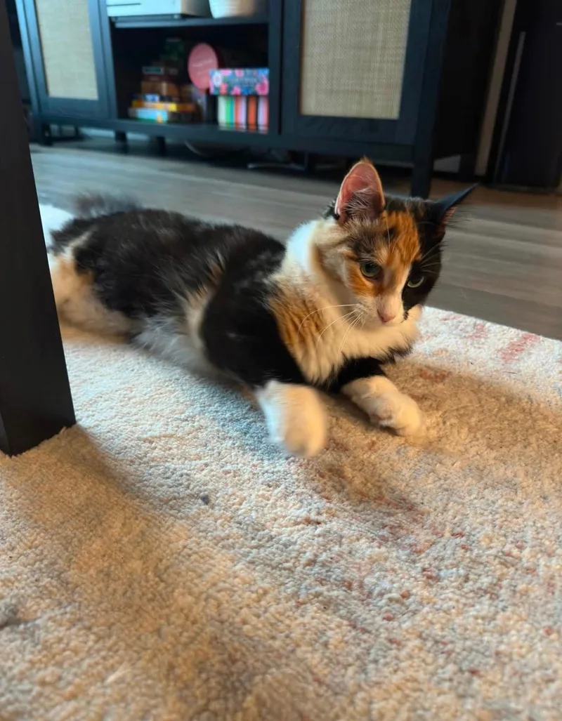 A young medium-sized female Black Domestic Short Hair cat named Winnie for adoption in Minneapolis, MN
