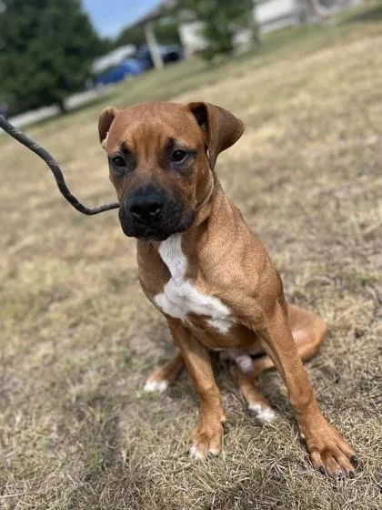 A baby medium-sized male Brown / Chocolate Boxer dog named Spanky for adoption in Winfield, KS
