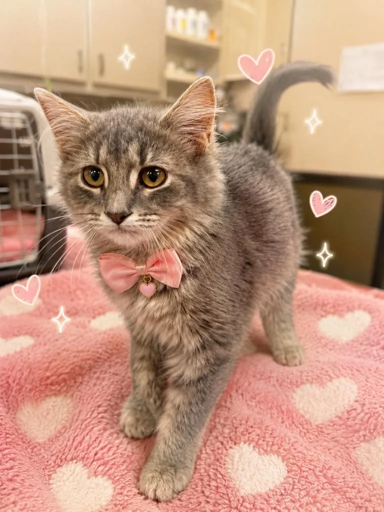 A baby small-sized female Domestic Medium Hair cat named Princess for adoption in Effingham, IL