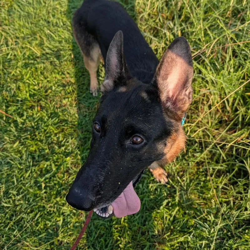An adult large-sized male German Shepherd Dog dog named Argos for adoption in Clarksville, TN