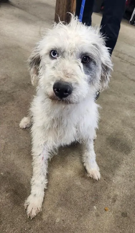 A young medium-sized female Australian Shepherd dog named Muffin for adoption in Windsor, CO
