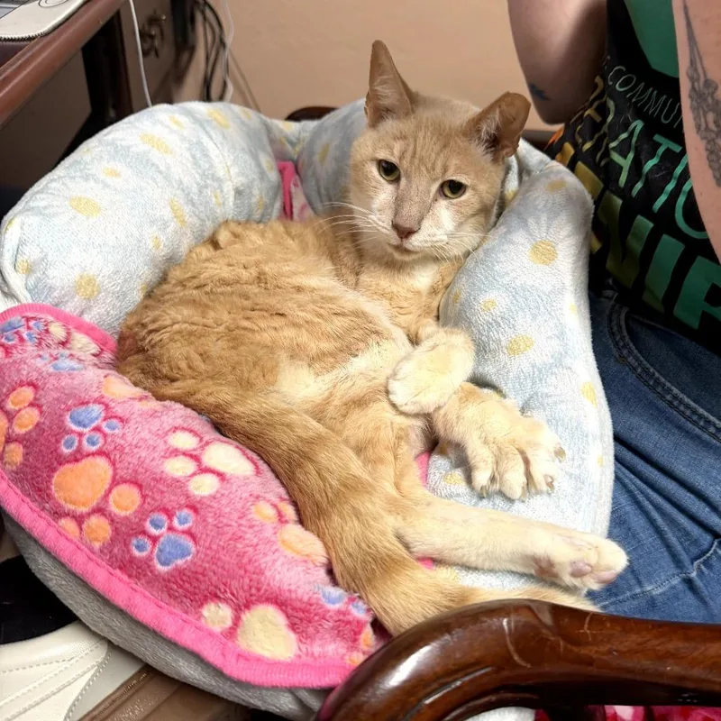 A senior medium-sized male Buff / Tan / Fawn Domestic Short Hair cat named Blonde Boy for adoption in Melrose, FL