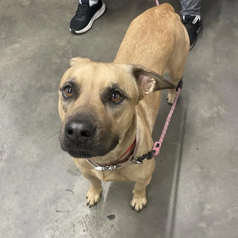 An adult medium-sized female Yellow / Tan / Blond / Fawn Rhodesian Ridgeback dog named Mulan for adoption in Tampa, FL