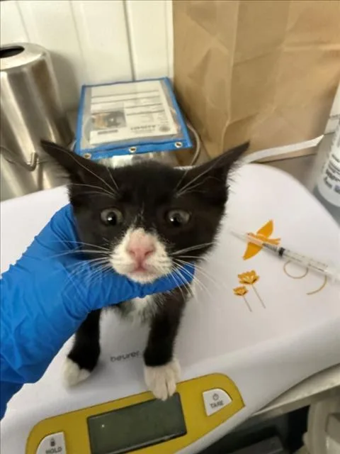 A baby medium-sized female Black & White / Tuxedo Domestic Short Hair cat named Dotty for adoption in Woodland, CA