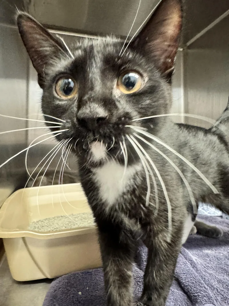 A baby medium-sized male Domestic Short Hair cat named Bean for adoption in Grand Rapids, MI