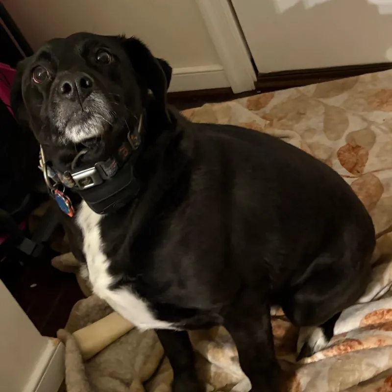 An adult medium-sized male Black Labrador Retriever dog named Little Bear for adoption in Alexandria, VA