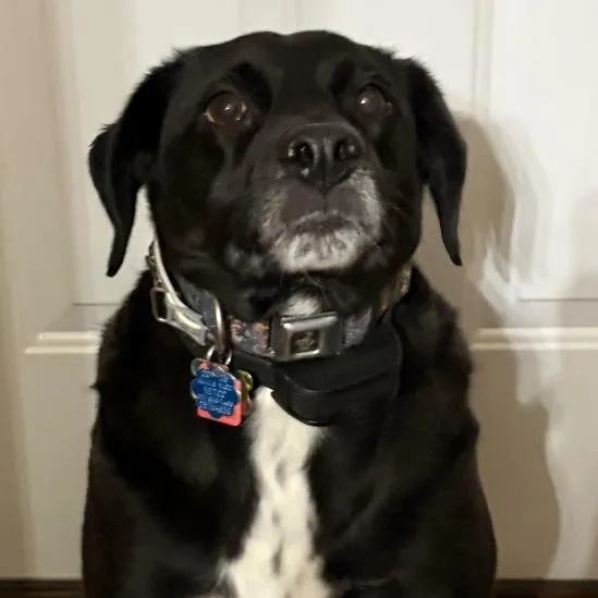 Little Bear thumbnail 2