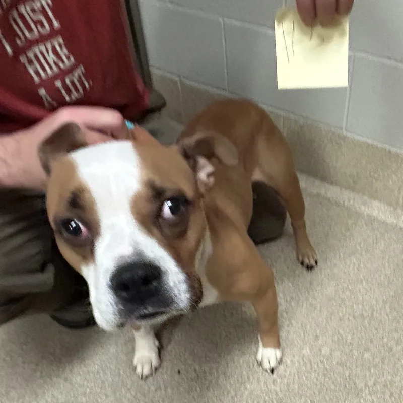 Squirrel thumbnail 2