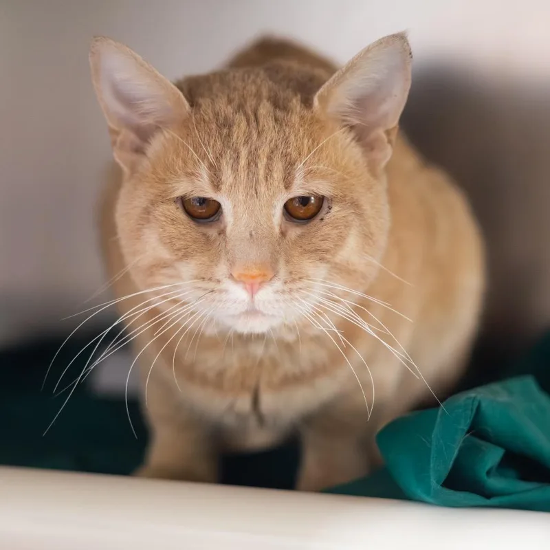 An adult medium-sized male Orange / Red Domestic Short Hair cat named Buddy for adoption in Newark, DE