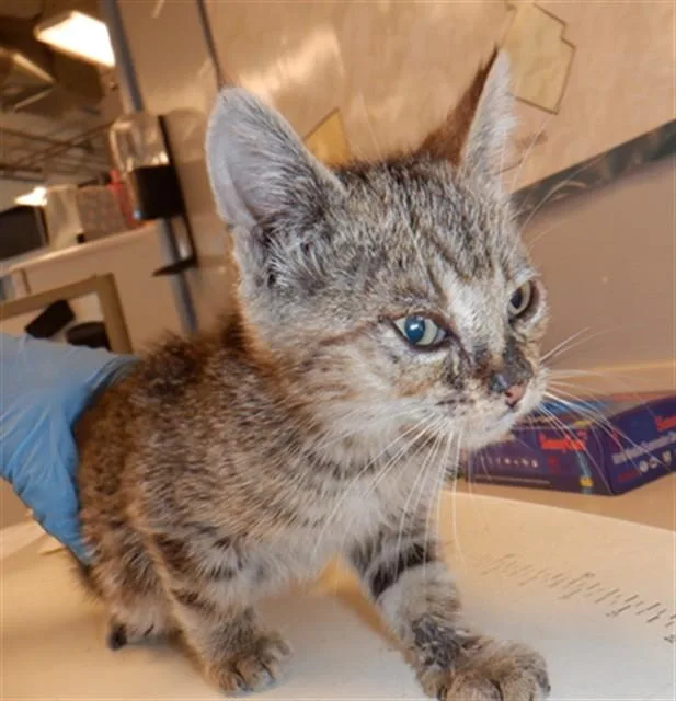 A baby small-sized female Domestic Short Hair cat named Bear Claw for adoption in San Jose, CA