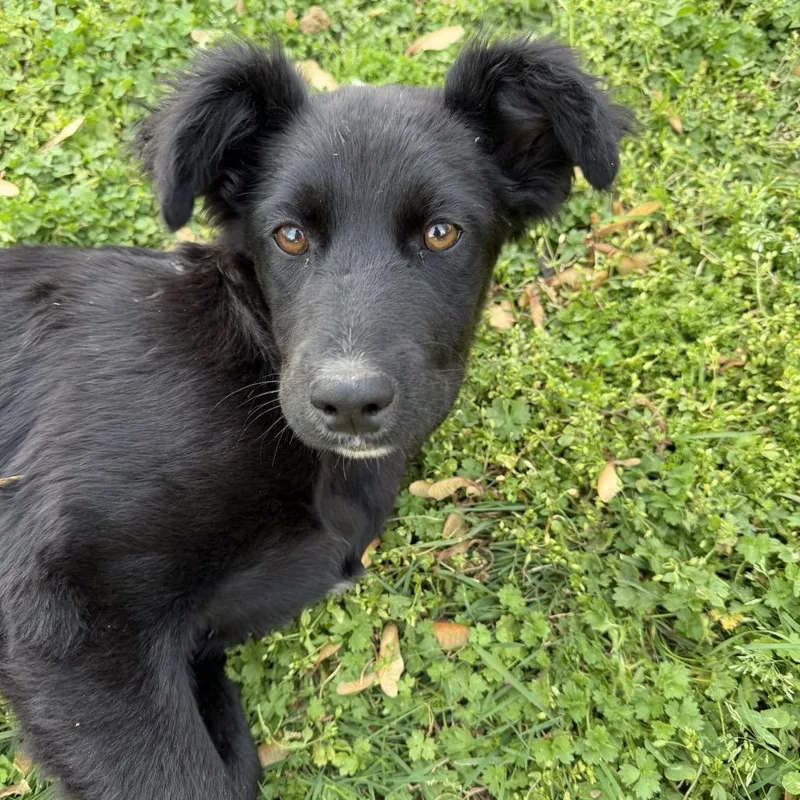A baby medium-sized female Black Husky dog named Zena for adoption in Pinson, TN