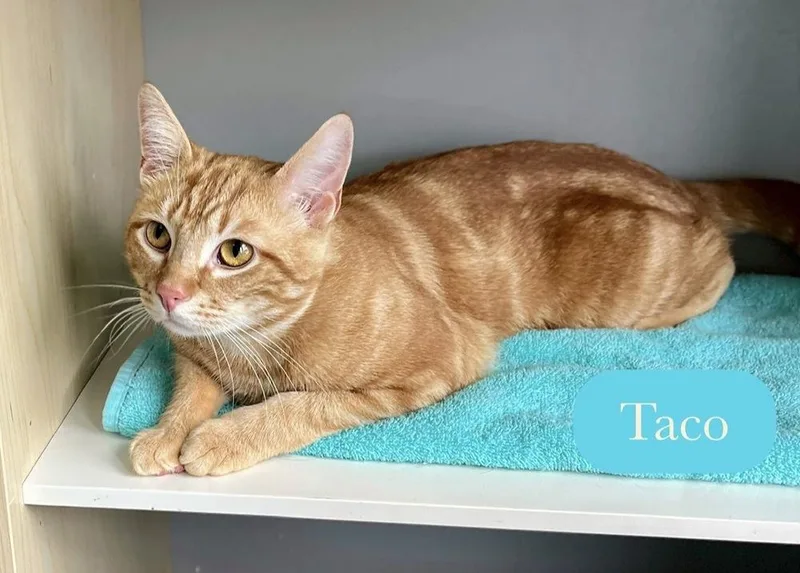 An adult medium-sized male Orange & White Domestic Short Hair cat named Taco for adoption in Chalfont, PA