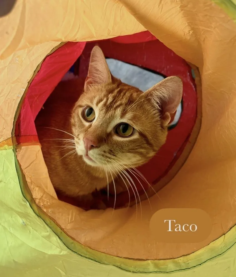 Taco thumbnail 3