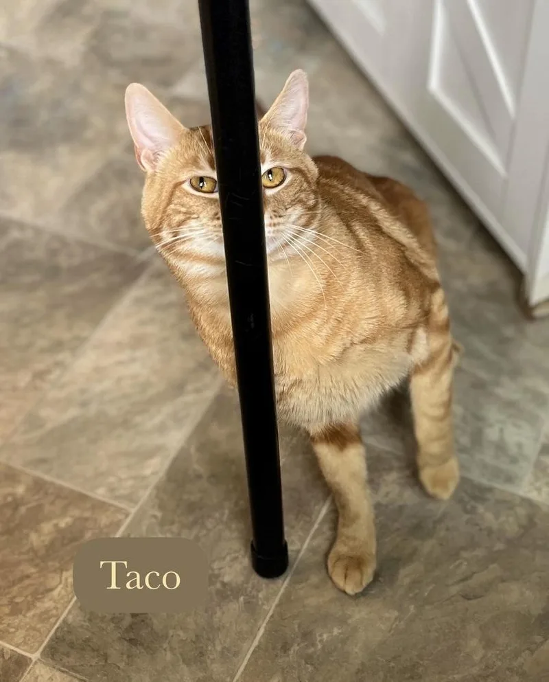 Taco thumbnail 4