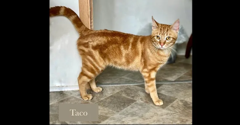 Taco thumbnail 6
