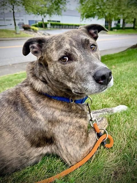 A young medium-sized male Pit Bull Terrier dog named Nile for adoption in Kent, WA