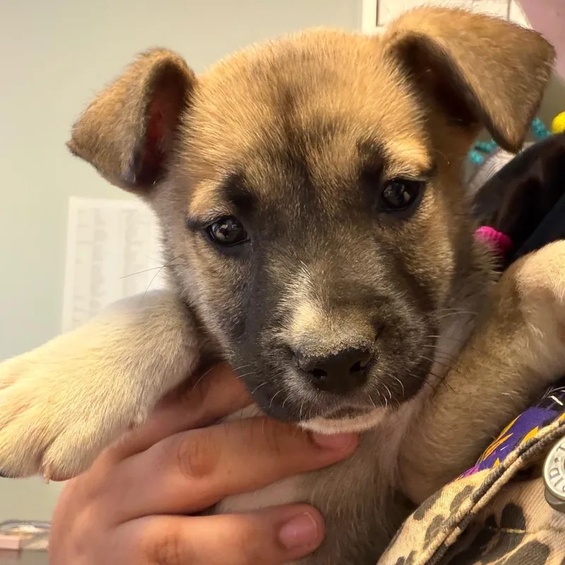 A baby small-sized male Black Norwegian Elkhound dog named Turnip for adoption in Newark, NJ