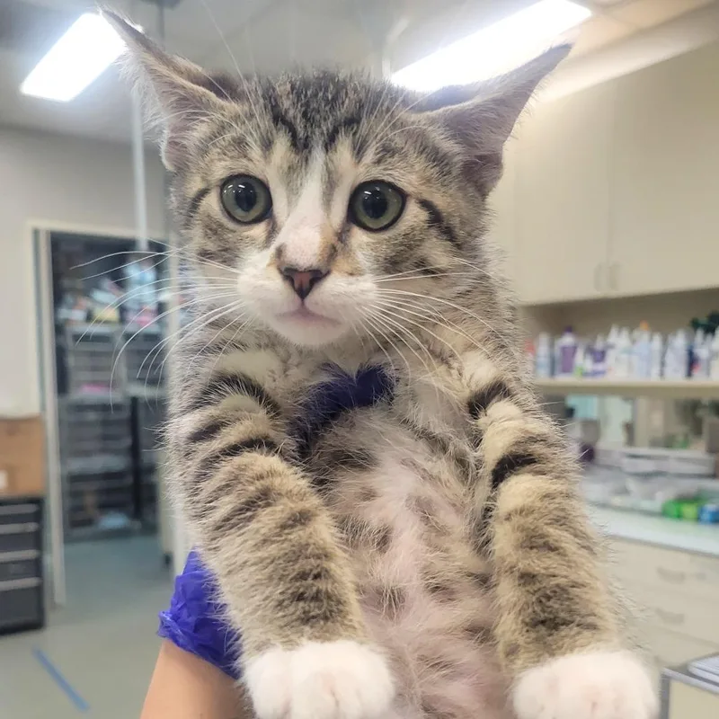 A baby small-sized female White Domestic Short Hair cat named Frilledneck for adoption in Westminster, CA