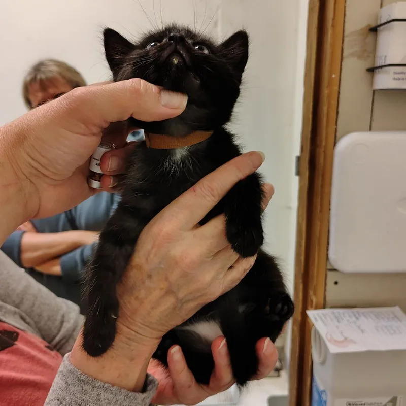 A baby small-sized female Black Domestic Medium Hair cat named Binx for adoption in Coos Bay, OR