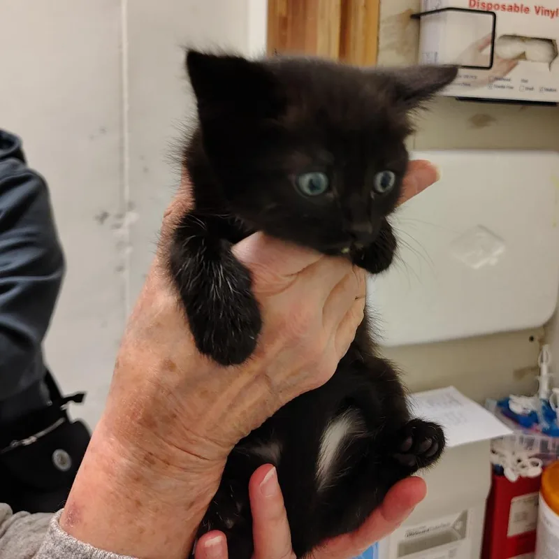 Binx thumbnail 2