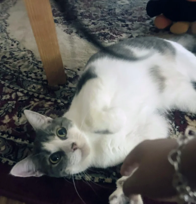 A young medium-sized female Gray & White Domestic Short Hair cat named Svetlana for adoption in Pearland, TX