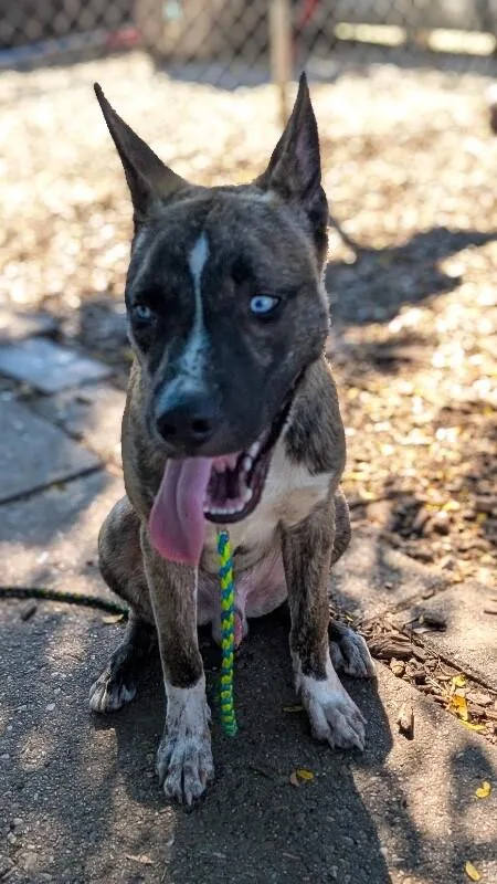 An adult large-sized male Brindle Mixed Breed dog named Will Smith for adoption in Cincinnati, OH
