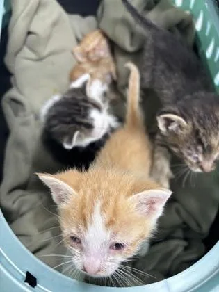 A baby small-sized female Domestic Short Hair cat named Faith for adoption in Cumming, GA