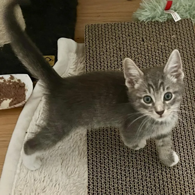 A baby small-sized male Gray / Blue / Silver Domestic Short Hair cat named Ridge Red for adoption in East Hanover, NJ
