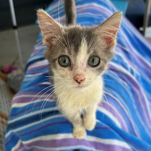 A baby medium-sized male Gray & White Domestic Short Hair cat named Chris for adoption in Rutherfordton, NC