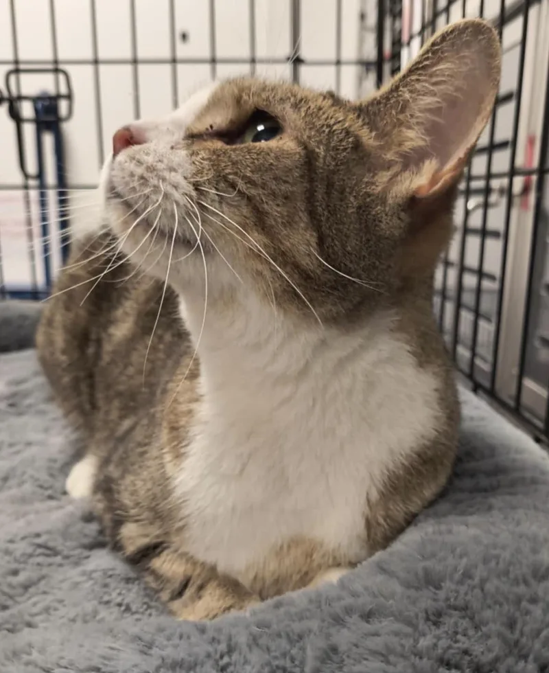 Blubelle thumbnail 2