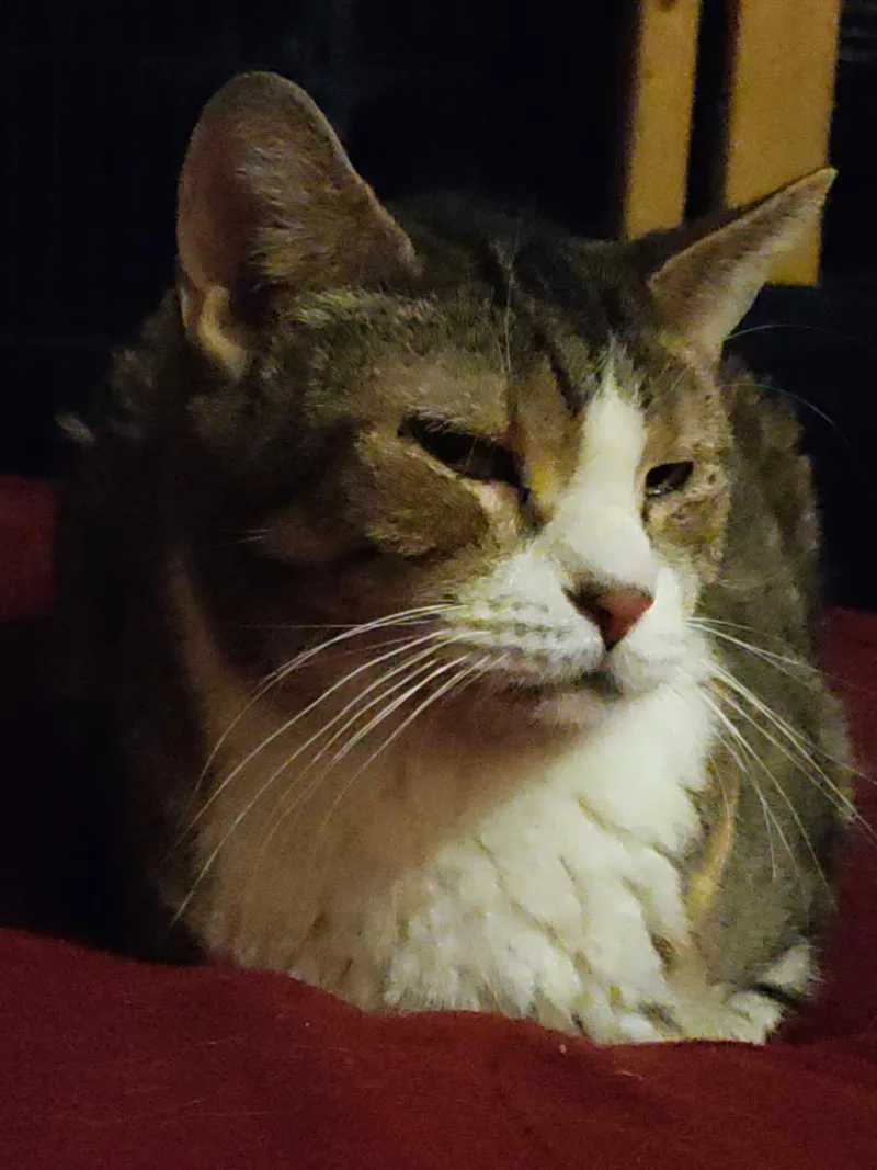 Blubelle thumbnail 3