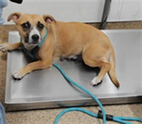 A young medium-sized female Dachshund dog named Monroe for adoption in Albuquerque, NM
