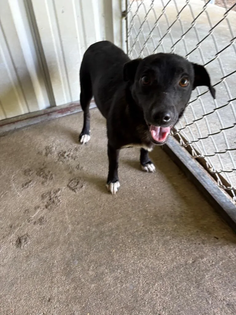 A young medium-sized female Collie dog named Patty for adoption in Ada, OK