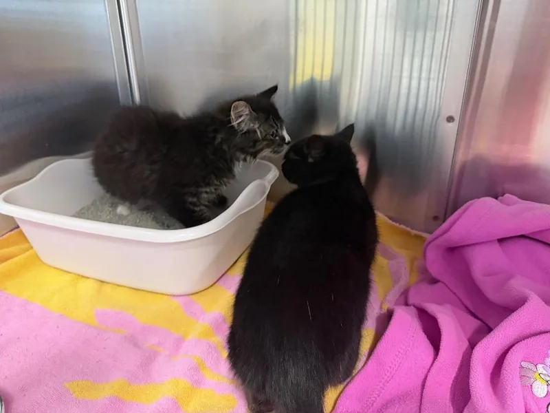 A baby medium-sized male Domestic Short Hair cat named Wrangler for adoption in Raleigh, NC