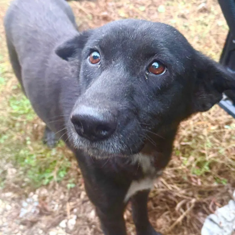 An adult medium-sized female Black Shepherd dog named Nala for adoption in Martinez, CA