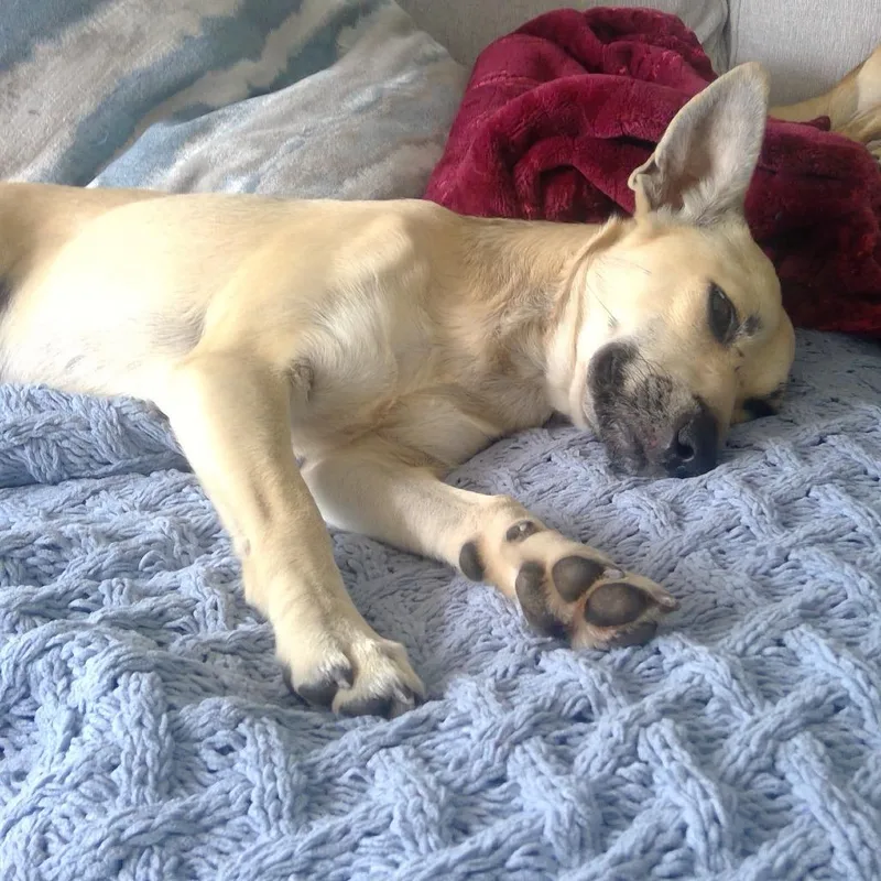 An adult small-sized male Yellow / Tan / Blond / Fawn Mixed Breed dog named Jackson for adoption in Jupiter, FL
