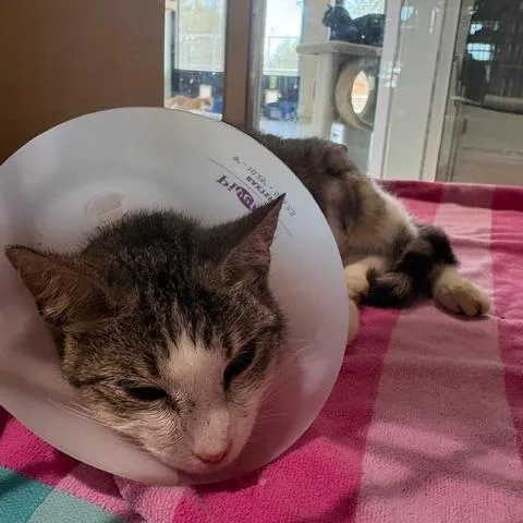 An adult medium-sized female White Domestic Short Hair cat named Frida for adoption in Leander, TX