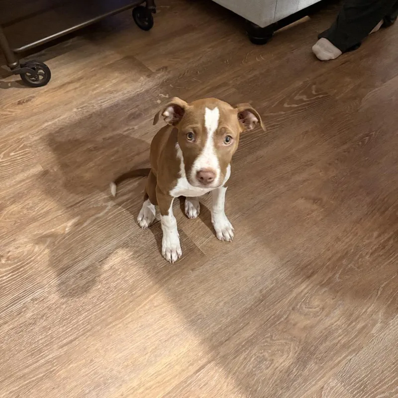 Harley