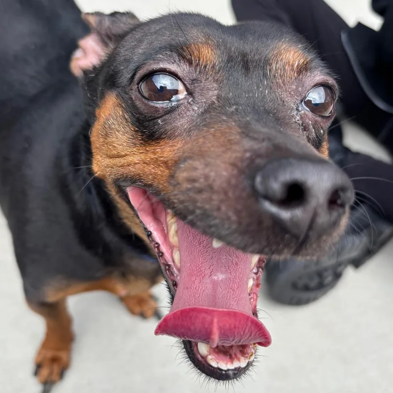 An adult small-sized male Black Miniature Pinscher dog named Rex for adoption in Matteson, IL