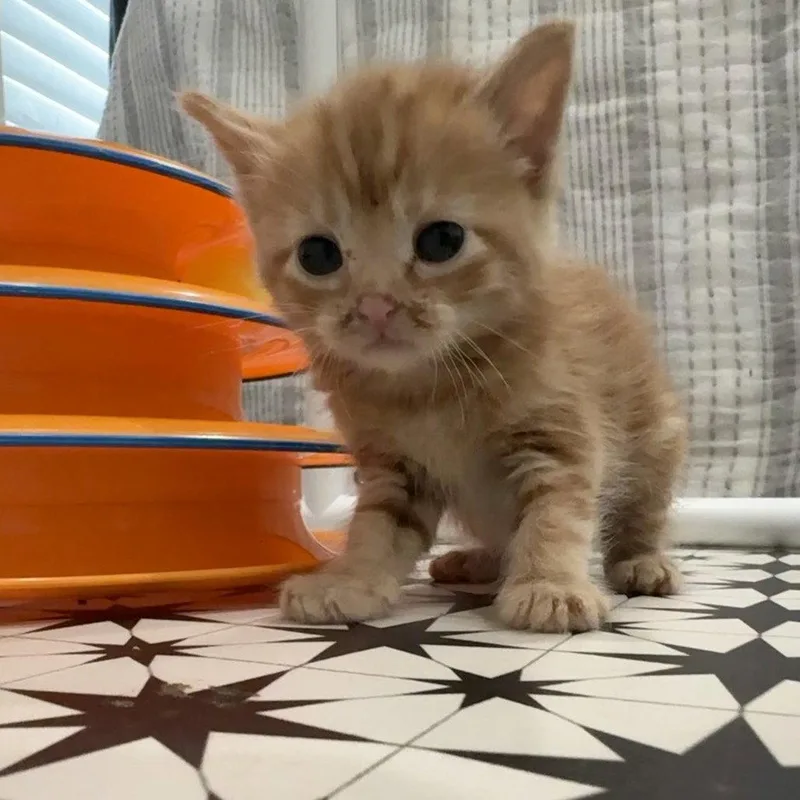 Aperol thumbnail 3