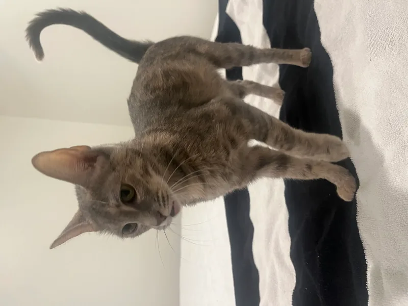 A young medium-sized female Dilute Tortoiseshell cat named Addy  Kuykendahl Petsmart for adoption in Spring, TX