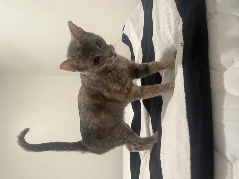 Addy  Kuykendahl Petsmart thumbnail 2