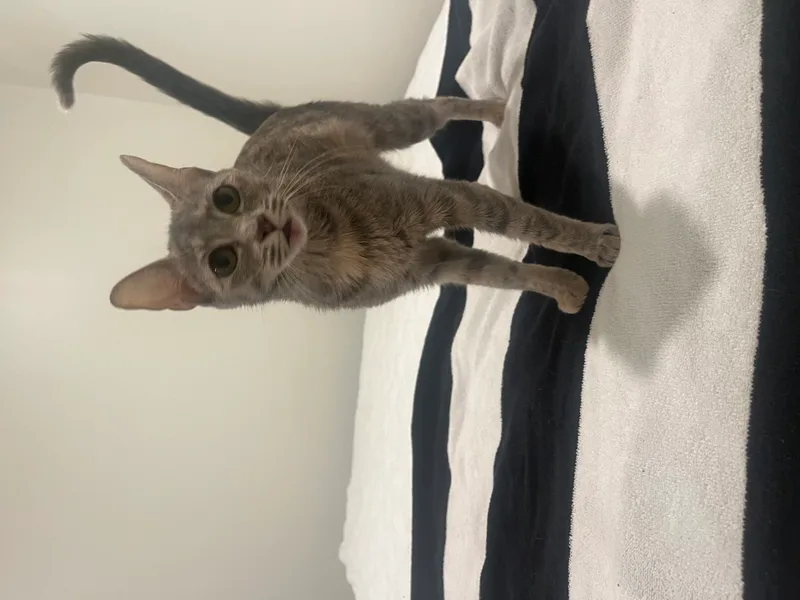 Addy  Kuykendahl Petsmart thumbnail 3