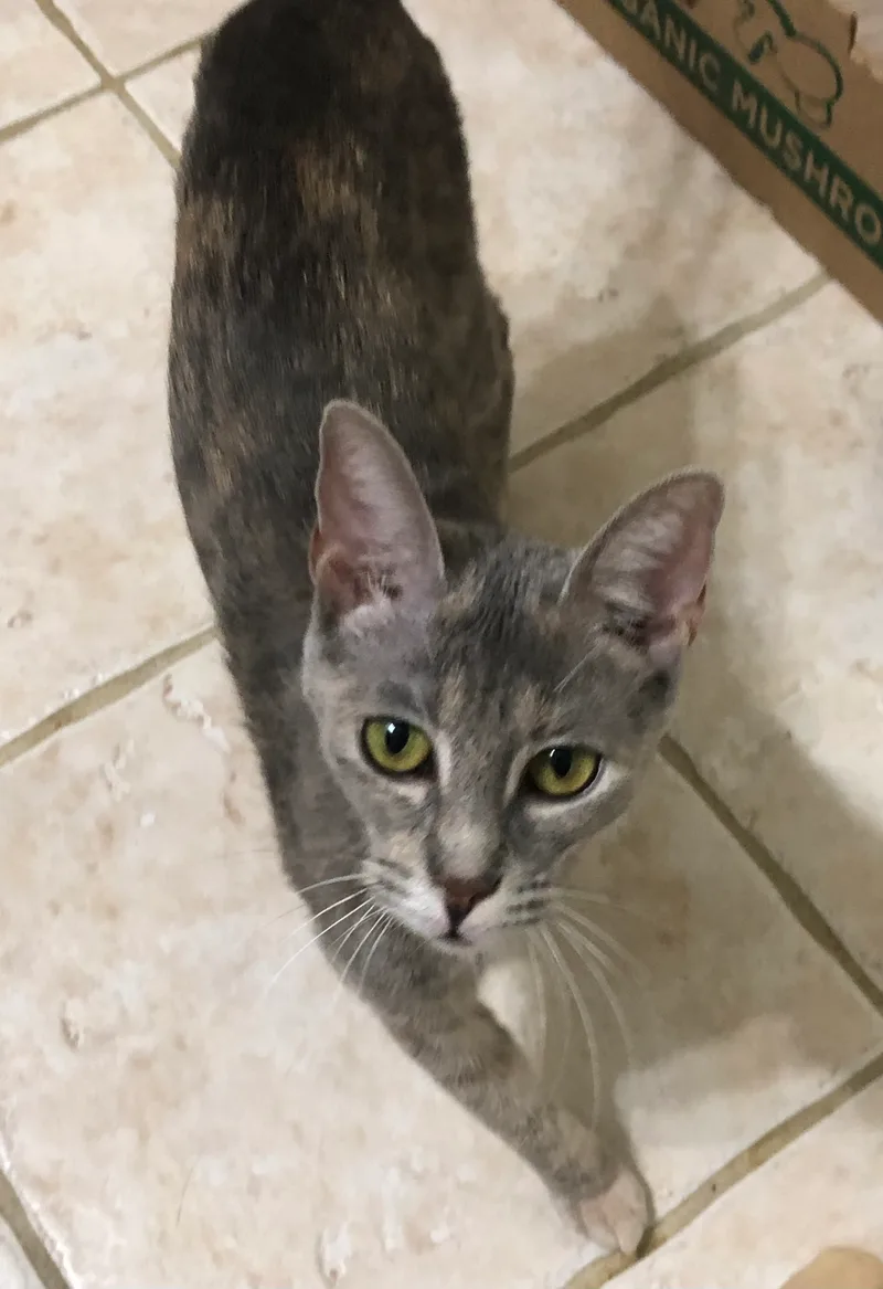 Addy  Kuykendahl Petsmart thumbnail 5